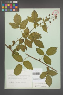 Rubus macromontanus [KOR 22549]