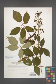 Rubus macromontanus [KOR 24864]