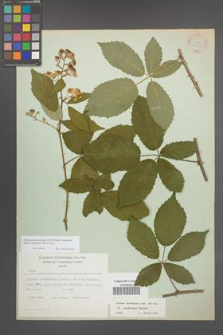 Rubus macromontanus [KOR 22553]