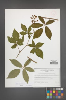 Rubus macromontanus [KOR 52107]