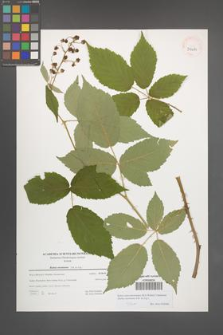 Rubus macromontanus [KOR 39685]