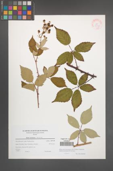 Rubus macromontanus [KOR 38946]