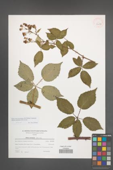 Rubus macromontanus [KOR 39678]