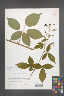 Rubus macromontanus [KOR 39649]