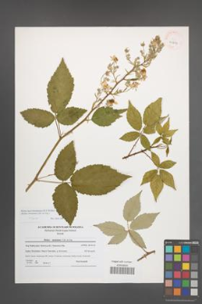 Rubus macromontanus [KOR 41209]