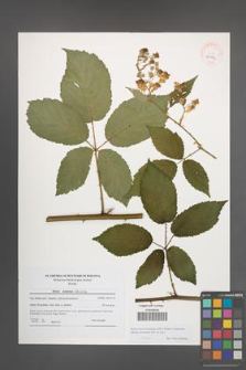 Rubus macromontanus [KOR 41043]