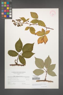 Rubus macromontanus [KOR 44305]
