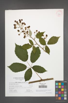 Rubus macromontanus [KOR 41466]