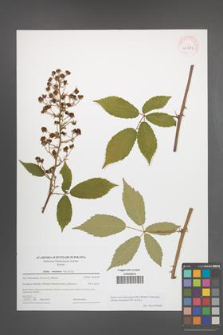 Rubus macromontanus [KOR 43974]