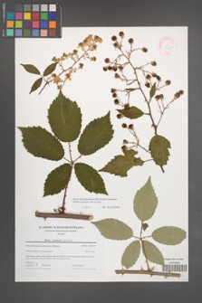Rubus macromontanus [KOR 44609]