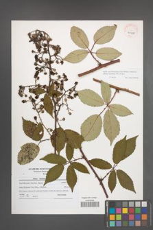 Rubus macromontanus [KOR 40938]