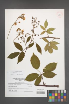 Rubus macromontanus [KOR 40948]