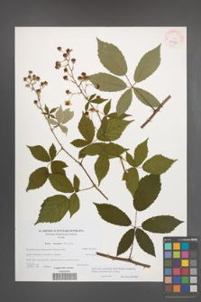 Rubus macromontanus [KOR 40584]