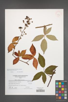 Rubus macromontanus [KOR 40827]