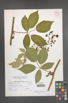 Rubus macromontanus [KOR 54056]