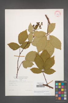 Rubus macromontanus [KOR 29214]