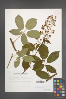 Rubus macromontanus [KOR 29498]