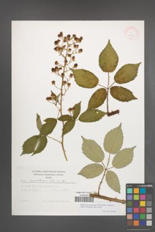 Rubus macromontanus [KOR 29487]