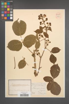 Rubus mucronulatus [KOR 54057]