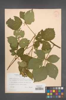 Rubus nemoralis [KOR 30776]