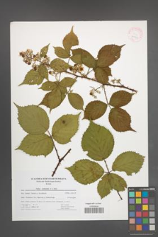 Rubus nemoralis [KOR 41739]