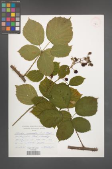 Rubus nemoralis [KOR 32773]