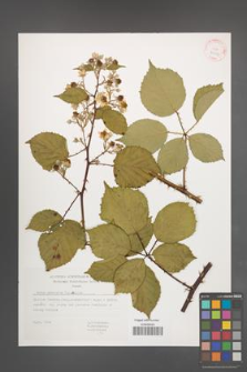 Rubus nemoralis [KOR 29409]