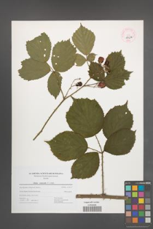 Rubus nemoralis [KOR 44672]