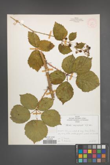 Rubus nemoralis [KOR 51941]