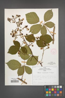 Rubus nemoralis [KOR 51938]