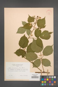 Rubus nemoralis [KOR 30771]
