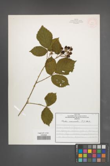 Rubus nemoralis [KOR 51934]