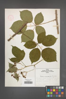 Rubus nemoralis [KOR 51943]