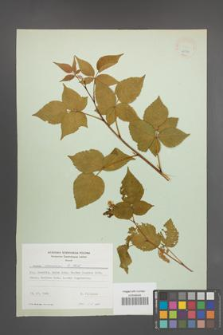 Rubus nessensis [KOR 22939]