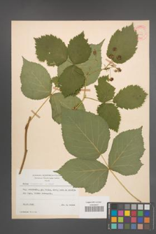 Rubus nessensis [KOR 30805]