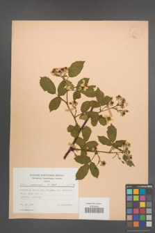 Rubus nessensis [KOR 22767]