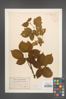 Rubus nessensis [KOR 40522]