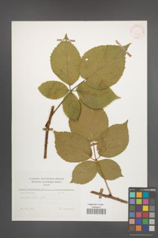 Rubus nessensis [KOR 25669]