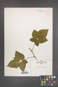 Rubus nessensis [KOR 51952]
