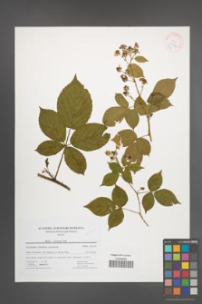 Rubus nessensis [KOR 41744]