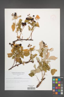 Rubus occidentalis [KOR 48911]