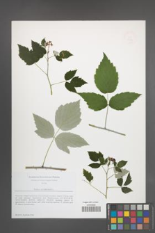 Rubus occidentalis [KOR 49930]