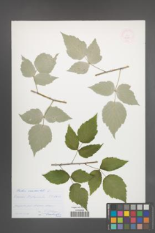 Rubus occidentalis [KOR 53031]