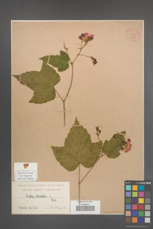 Rubus odoratus [KOR 2714]