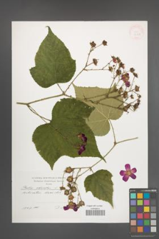 Rubus odoratus [KOR 32163]