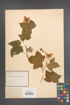 Rubus odoratus [KOR 18532]