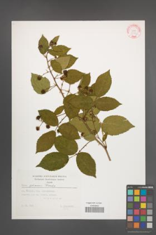 Rubus opacus [KOR 32373]