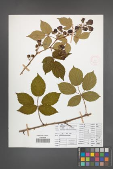 Rubus opacus [KOR 52030]