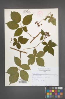 Rubus opacus [KOR 52142]