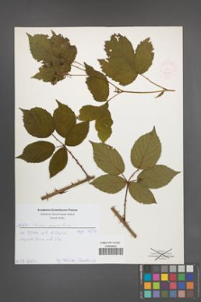 Rubus opacus [KOR 52015]